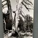 Silver gelatin photograph by Bernard Darot, Branches of a dead tree, 20th century