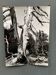 Silver gelatin photograph by Bernard Darot, Branches of a dead tree, 20th century
