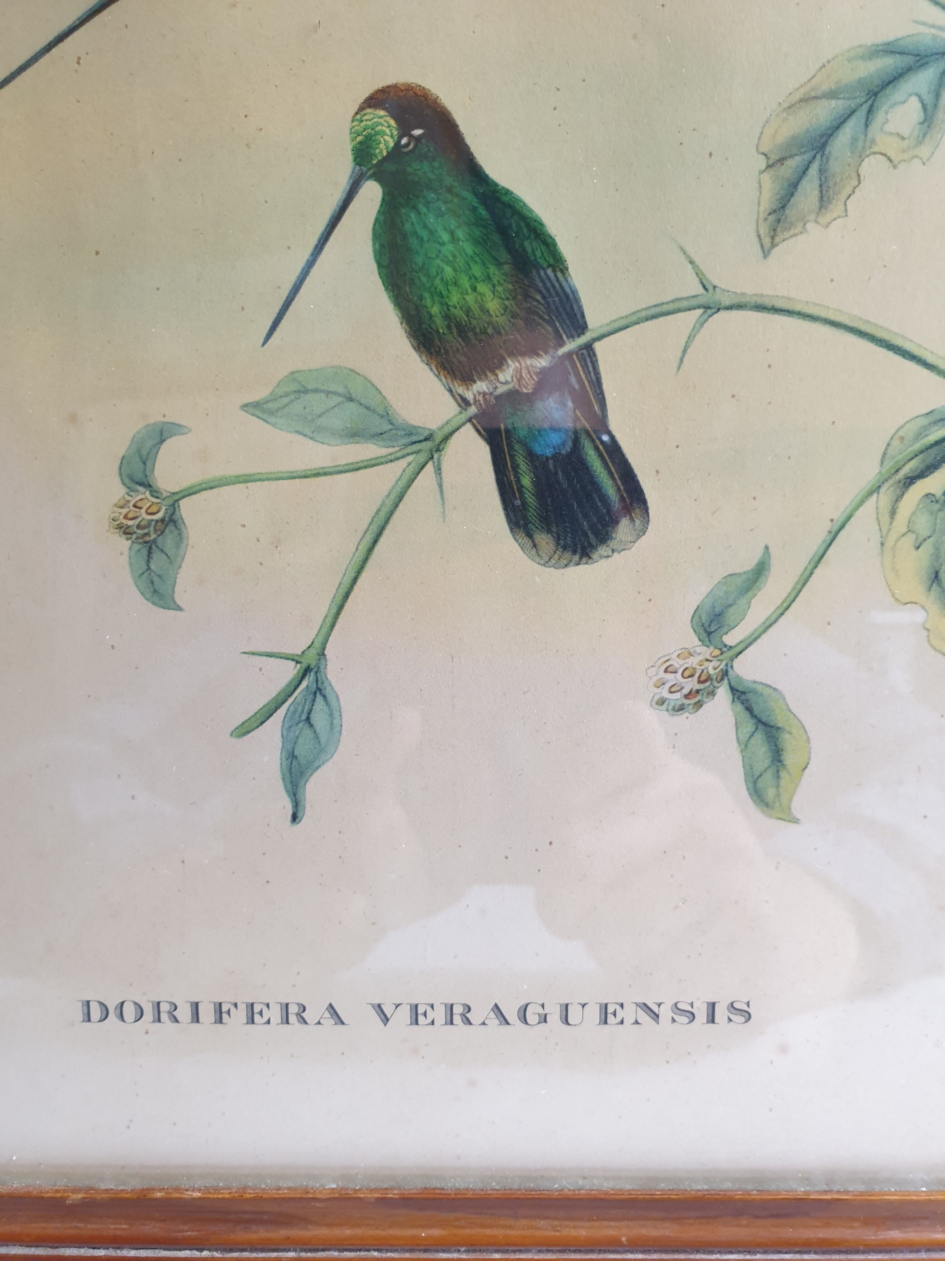 Pedagogical engraving of birds