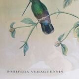 Pedagogical engraving of birds