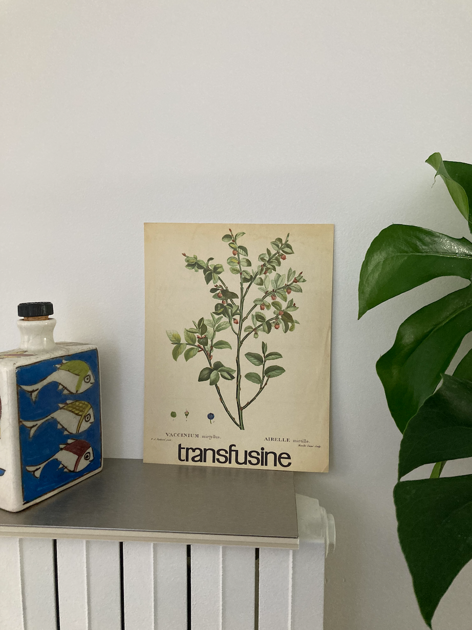 Blueberry botanical poster
