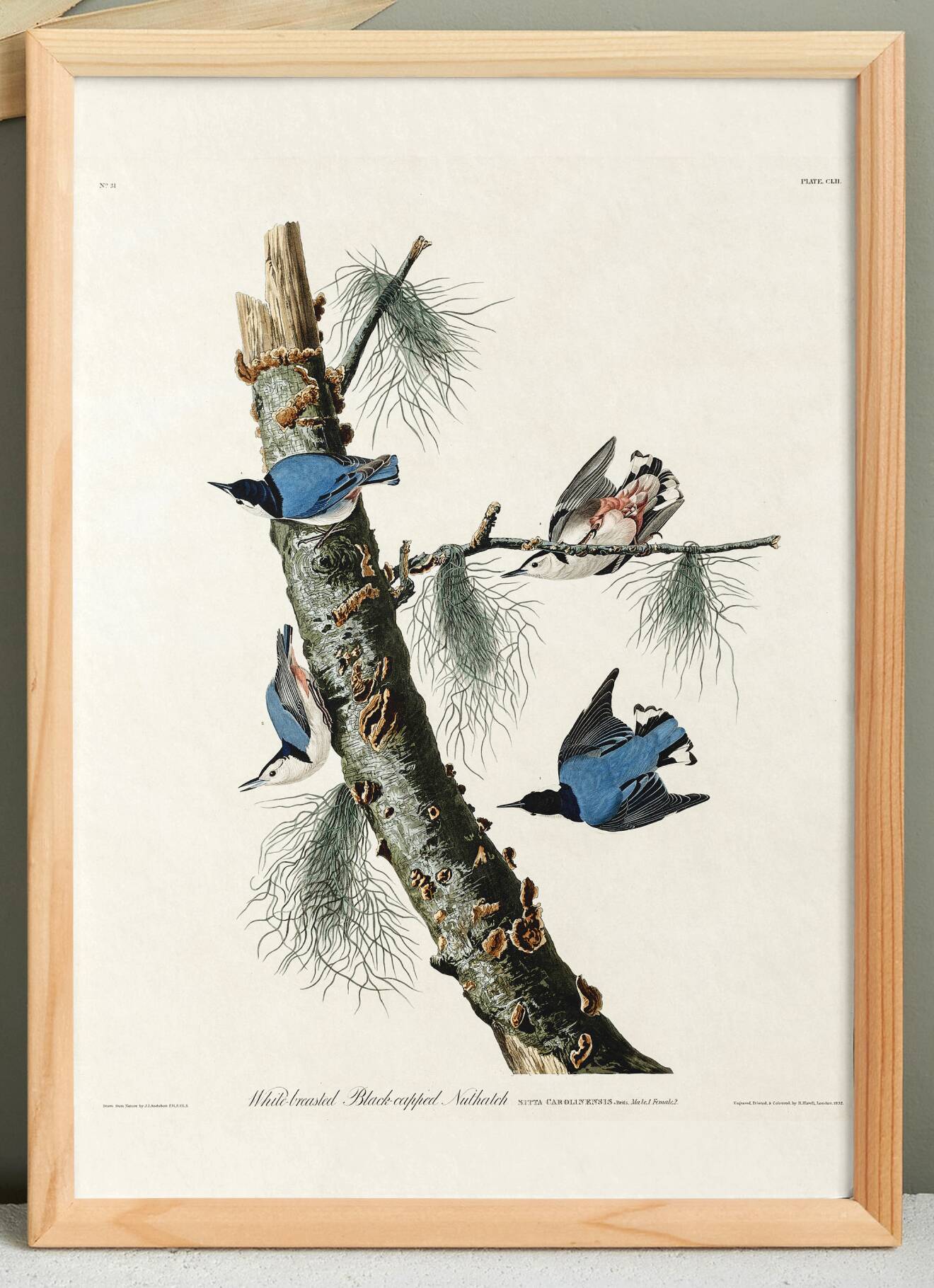 Poster about the White-breasted Nuthatch, after an old engraving
