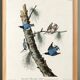Poster about the White-breasted Nuthatch, after an old engraving