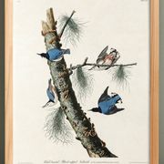 Affiche sur la Sittelle à poitrine blanche, d’après une gravure ancienne