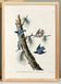 Poster about the White-breasted Nuthatch, after an old engraving