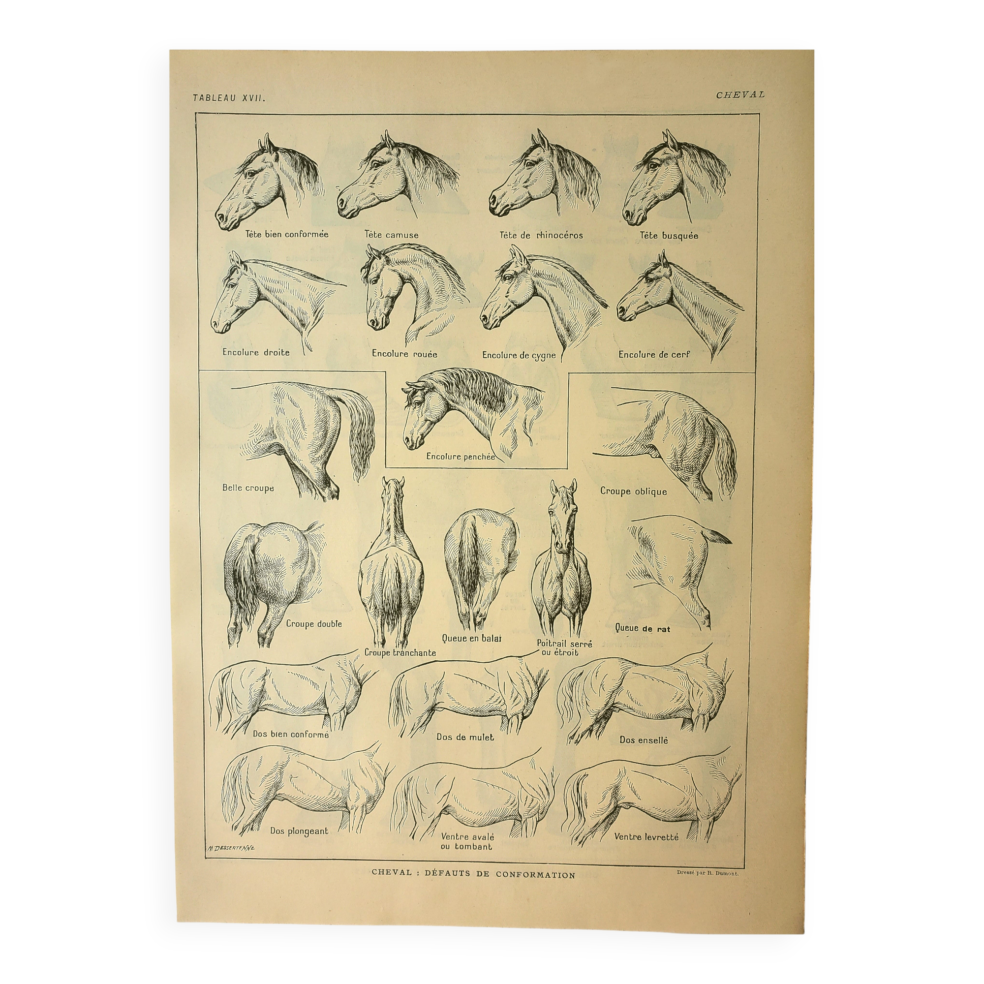Gravure ancienne 1921 - Cheval (2)  par M. Dessertenne - lithographie