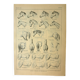 Gravure ancienne 1921 - Cheval (2)  par M. Dessertenne - lithographie