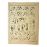 Antique engraving 1921 - Horse (2) by M. Dessertenne - lithograph