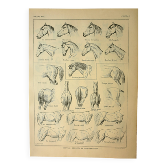 Gravure ancienne 1921 - Cheval (2)  par M. Dessertenne - lithographie