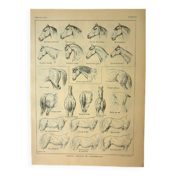 Antique engraving 1921 - Horse (2) by M. Dessertenne - lithograph