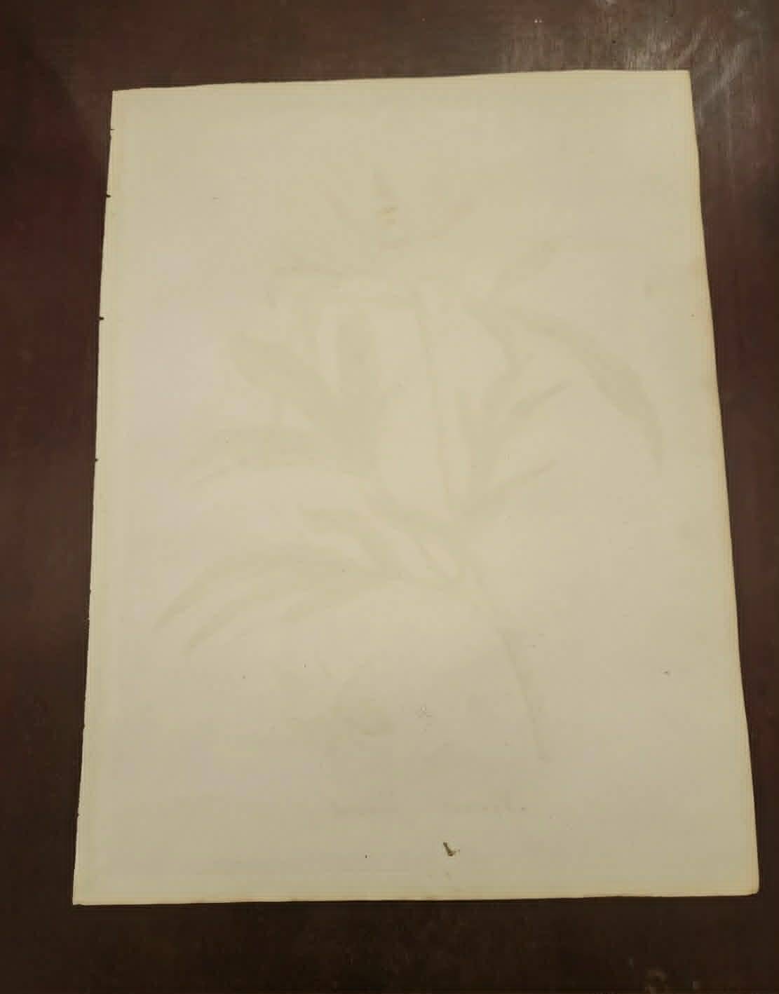 Phytographie médicale, pivoine officinale ,peint à la main, joseph roques 1