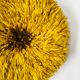Yellow Jujuhat 80 cm