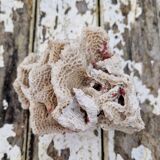 Ancient coral