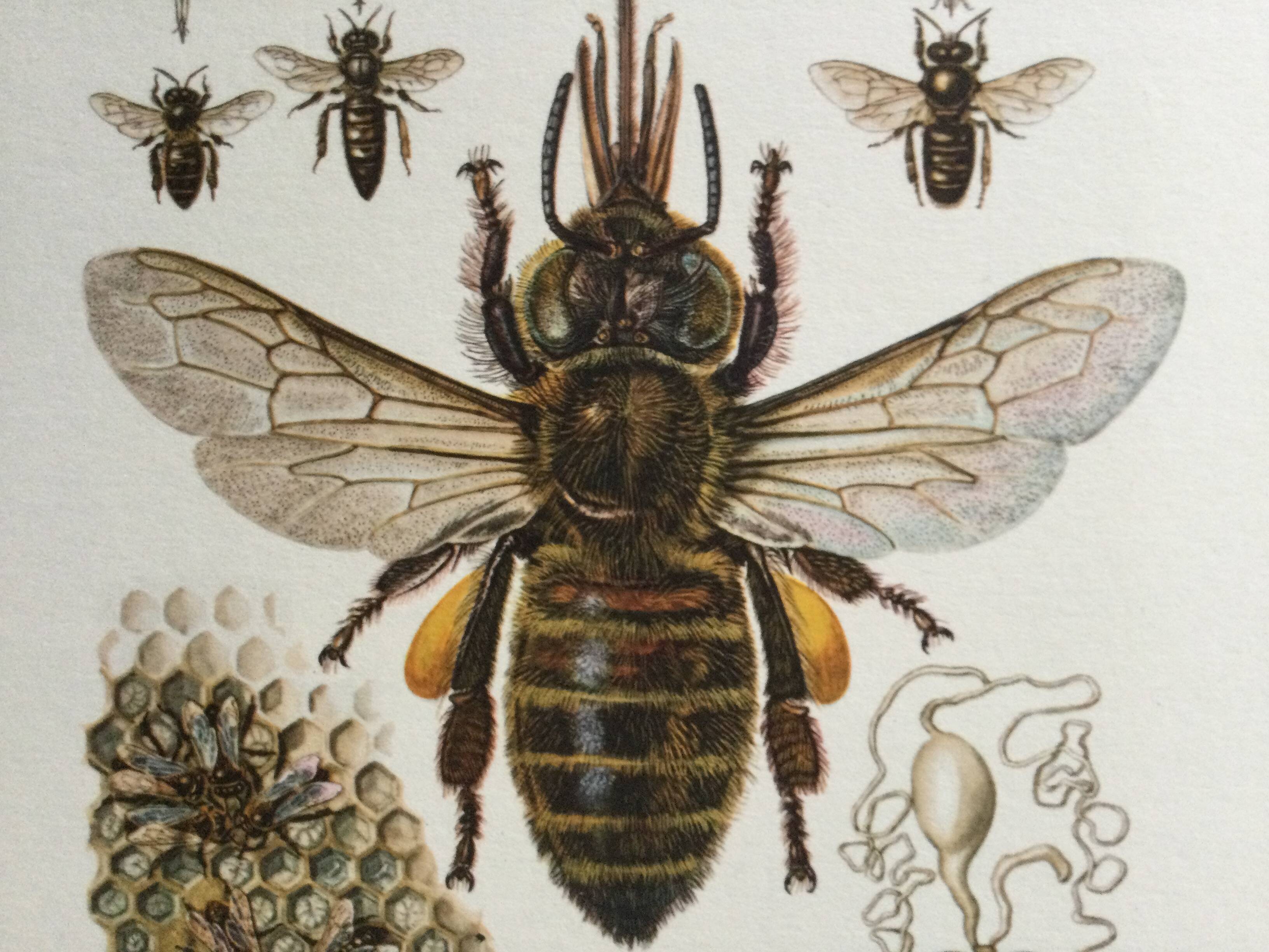 Antique illustration "insects", 1960s