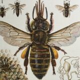 Illustration ancienne "insectes", années 60