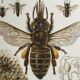 Antique illustration "insects", 1960s