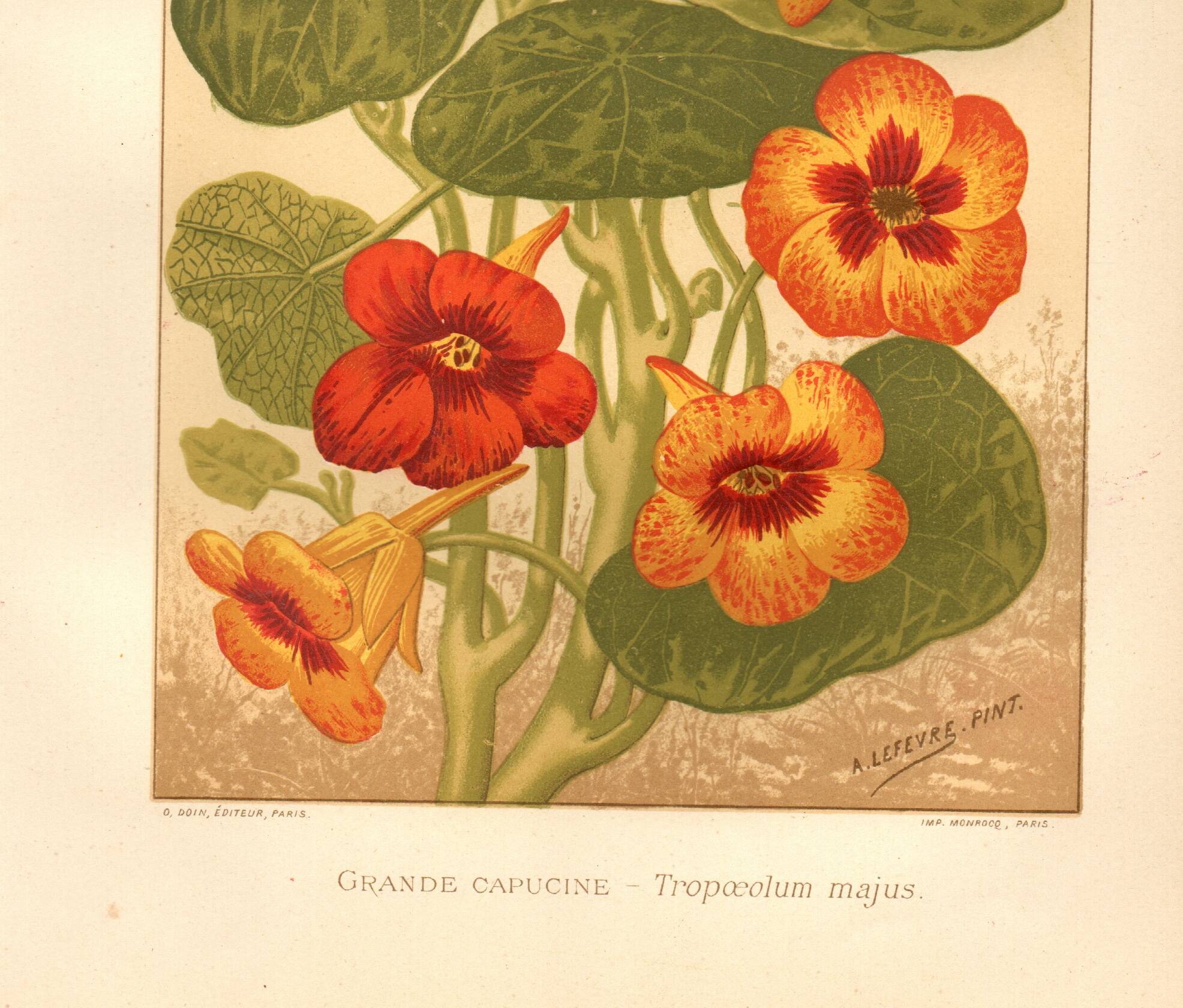 Antique print 1889 - Nasturtium by A. Lefevre - Vintage botanical engraving