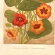 Antique print 1889 - Nasturtium by A. Lefevre - Vintage botanical engraving