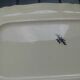 2 dishes ivory sandstone digoin sarreguemines