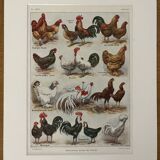 Lithograph on chickens (XXXV) - 1920