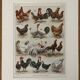 Lithographie sur les poules (XXXV) - 1920