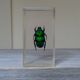 Lot 3 insectes sous inclusions résines vintage