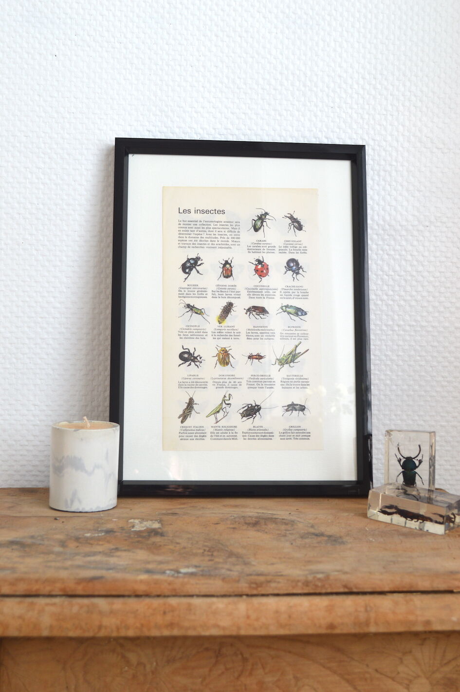 Butterfly and insect poster on both sides 1969