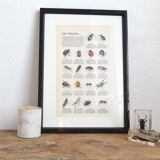 Butterfly and insect poster on both sides 1969