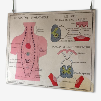 Affiche pédagogique vintage - la peau et le toucher / le système sympathique