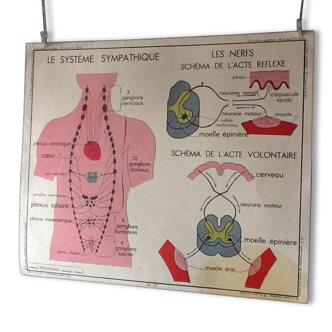 Affiche pédagogique vintage - la peau et le toucher / le système sympathique