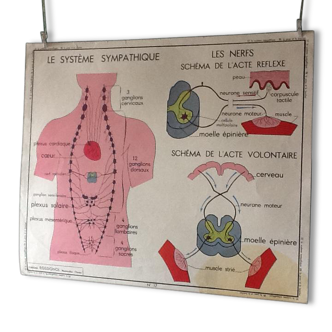 Displays educational vintage - the skin and touch / the sympathetic system