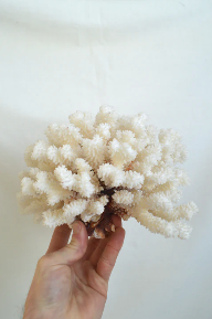 Large white coral
