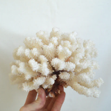 Large white coral