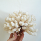 Large white coral