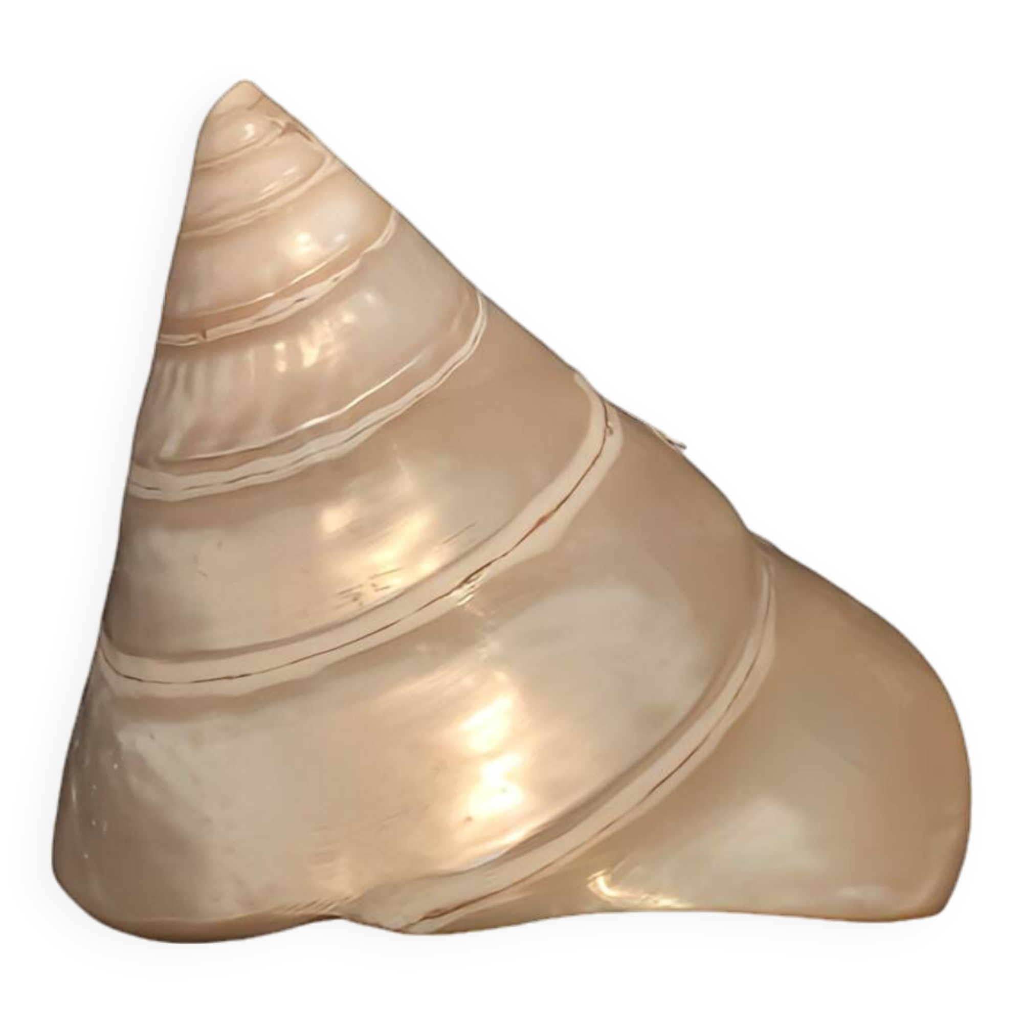 Troca shell decoration 8cm polished pearly Trocca Trochus decoration sea beach vintage old