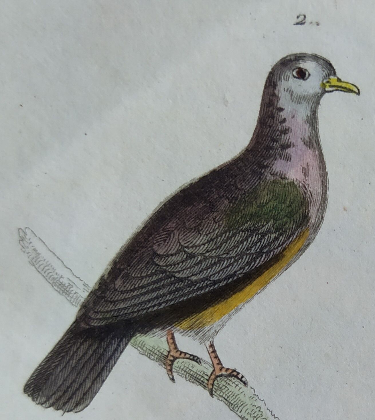 Original Ornithological Plate "Wood Pigeon - Turtle Dove - &c..." Buffon 1836