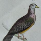 Original Ornithological Plate "Wood Pigeon - Turtle Dove - &c..." Buffon 1836