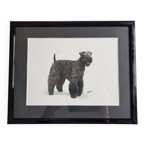 Photographie ancienne, tirage argentique, portrait canin signé "Dim" Henri Dimont 32 x 25 cm