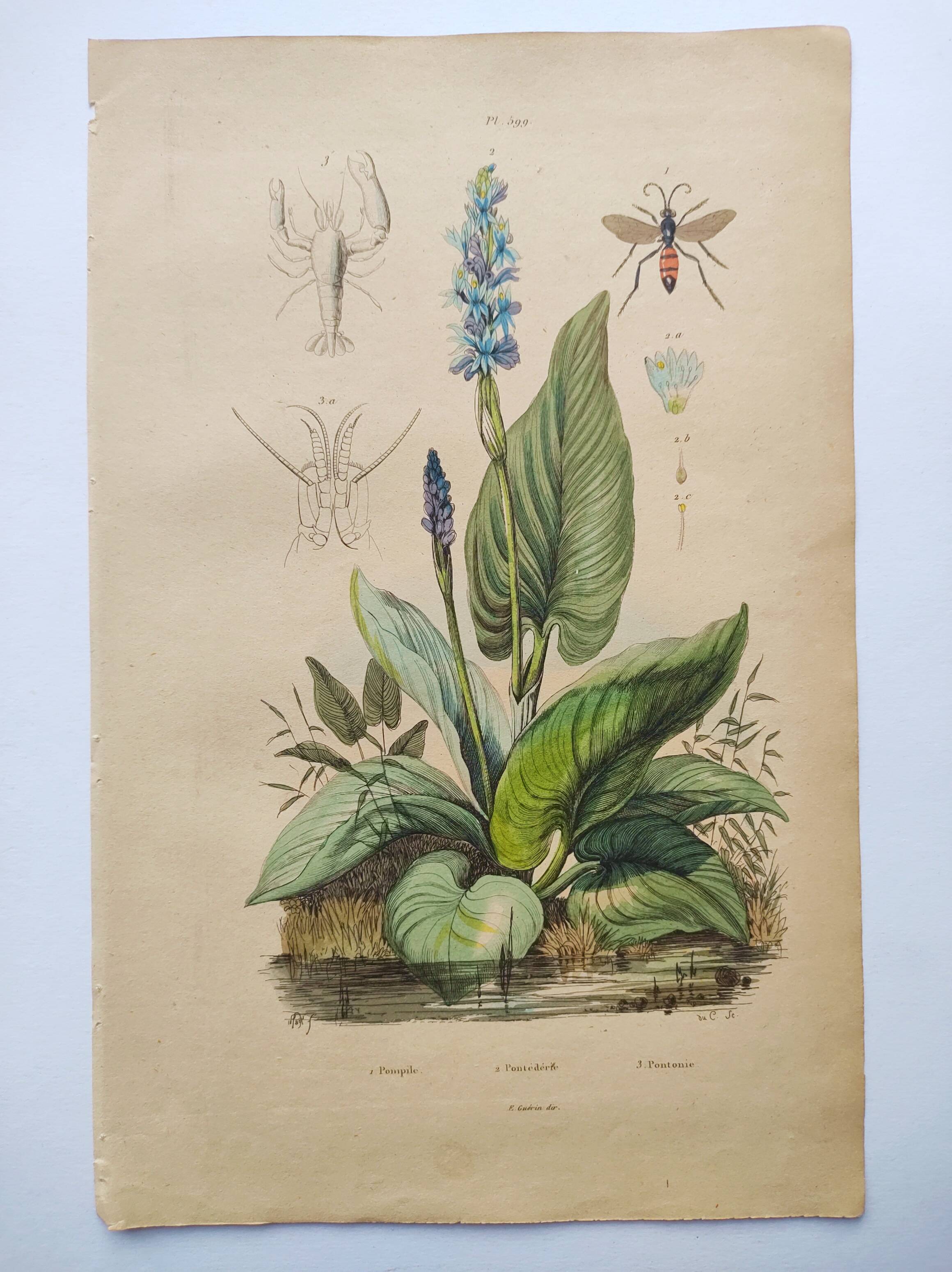 Botanical engraving from 1839 - Pontedera - Old hand-colored plate.