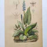 Gravure botaniquede 1839 -Pontédérie- Planche ancienne coloriée à la main .
