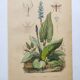 Botanical engraving from 1839 - Pontedera - Old hand-colored plate.