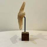 Old natural starfish on wooden base cabinet of curiosities shell