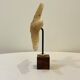Étoile de mer naturelle ancienne sur socle en bois cabinet de curiosités coquillage