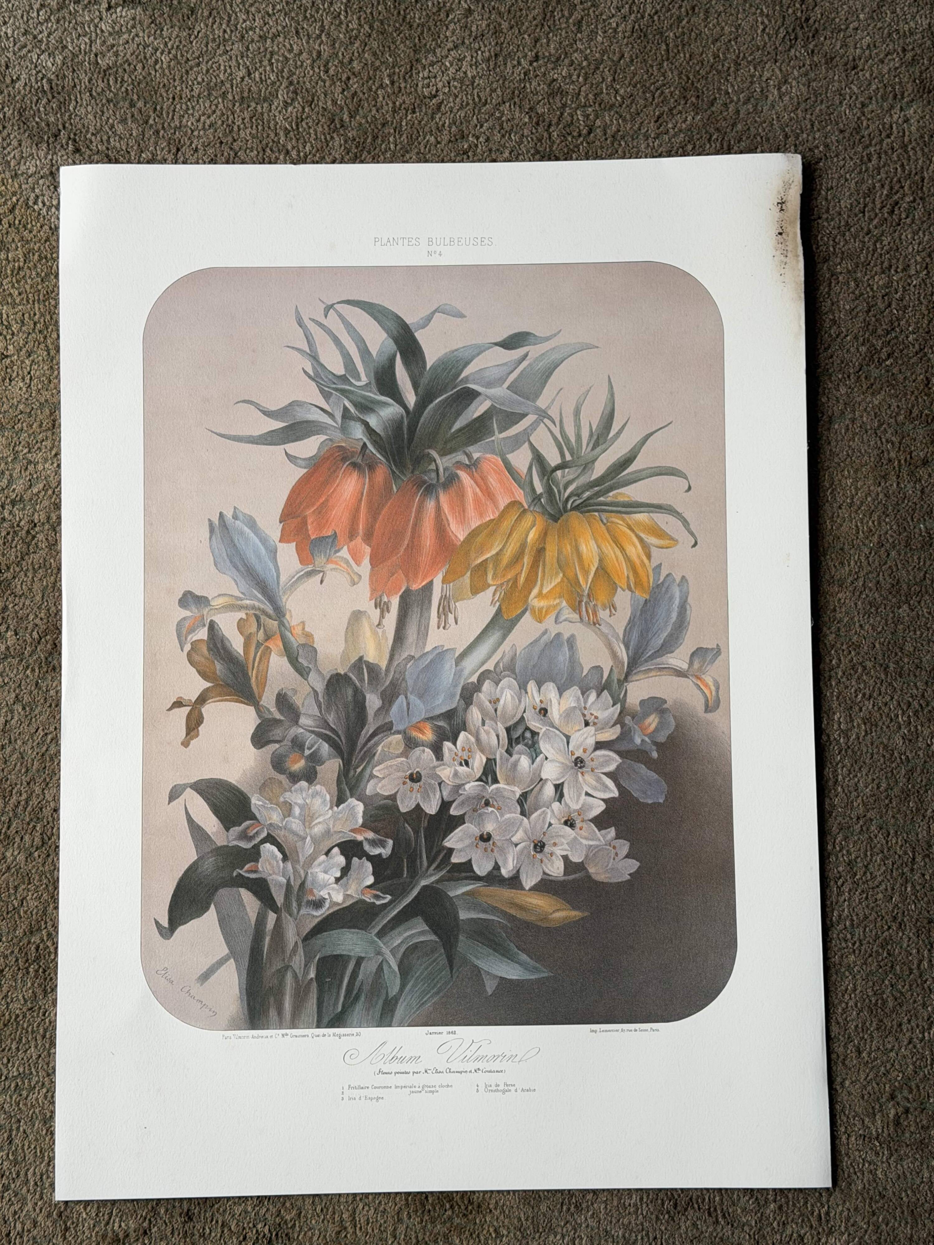 Lithographie botanique ancienne Vilmorin – Élisa Champin, XIXe siècle