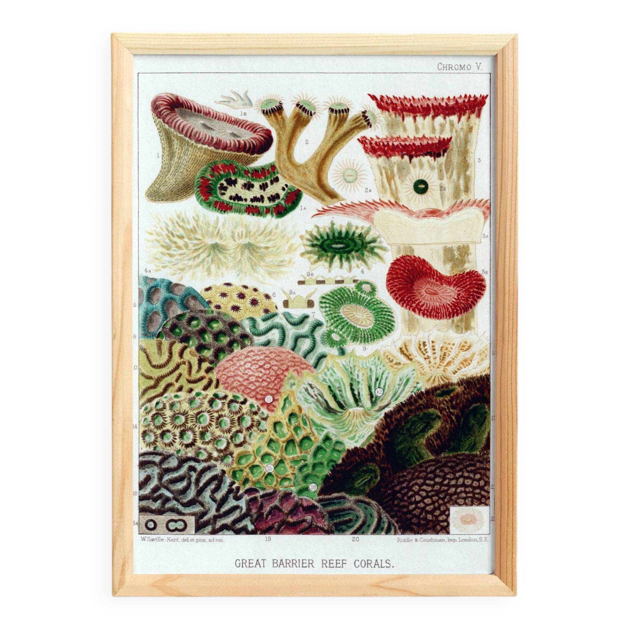 Affiche sur "les anémones de la Grande barrière de Corail", 1893
