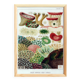 Affiche sur "les anémones de la Grande barrière de Corail", 1893