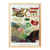 Poster about "the anemones of the Great Barrier Reef", 1893