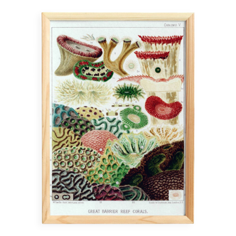 Affiche sur "les anémones de la Grande barrière de Corail", 1893