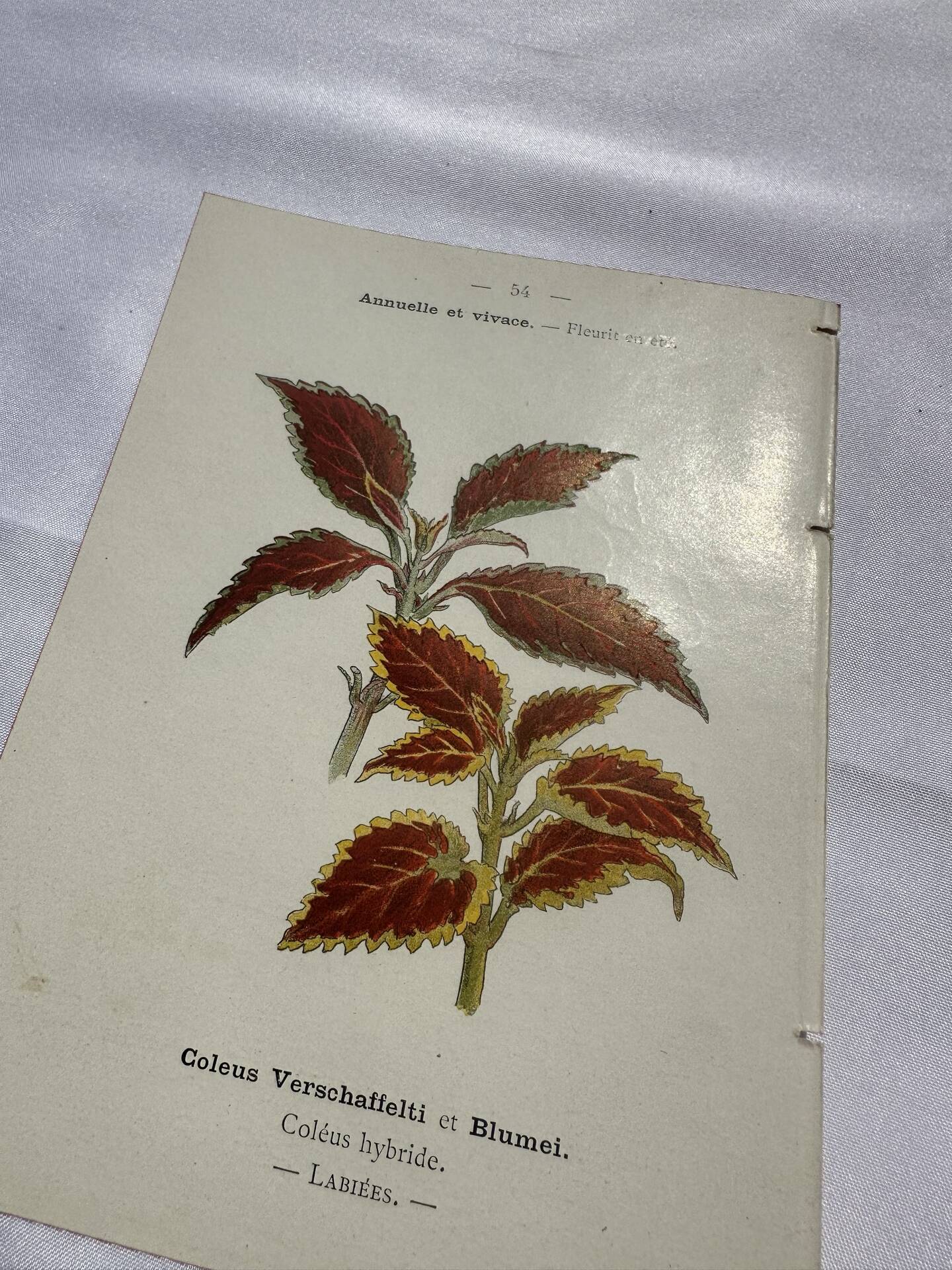 Planche botanique gravure florale naturaliste 19eme