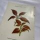 Planche botanique gravure florale naturaliste 19eme